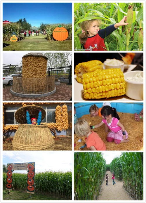 亲子农庄零成本设计 一只羊与一块玉米的周末粘客攻略