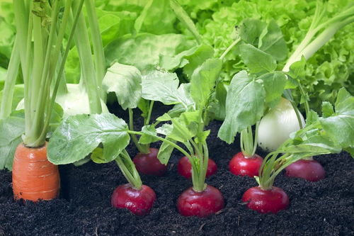 如何求每名销售人员的订单数 以休闲农业为例