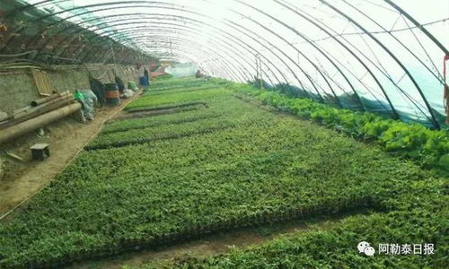 新疆富蕴 观光休闲农业托起农牧民“金饭碗”