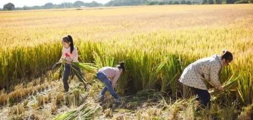 解锁休闲农业成功密码 融合、创新与可持续发展