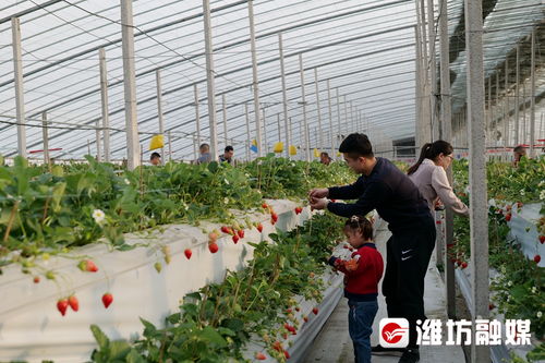 甜蜜产业结硕果，休闲农业绘新篇——潍坊潍城区聚力经济发展主战场