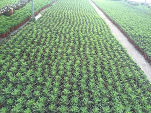 龙泉镇法官泉村 美丽乡村展新颜 产业兴旺促振兴