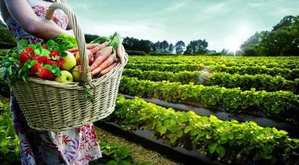 农业休闲项目 融合自然与乐趣的现代休闲农业