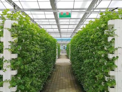 玻璃温室+无土栽培 打造休闲农业的新质生产力