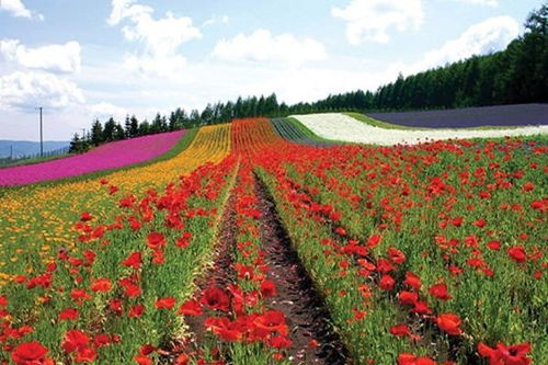 绽放田园新经济 如何利用花卉苗木打造休闲农业特色