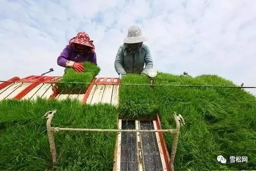 台湾休闲农业理念移植上海，40亩草莓园年产值破500万的启示