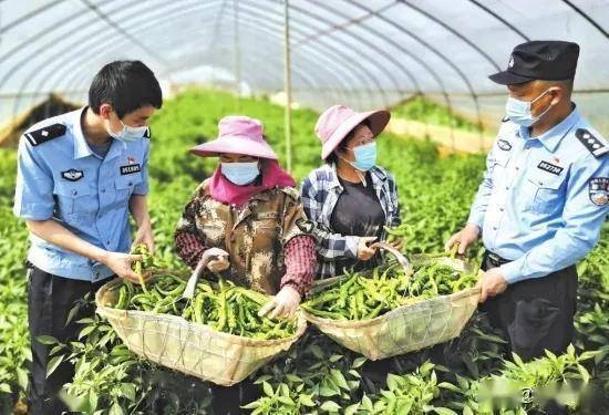 政法干警助力对口扶贫村农产品 休闲农业开启脱贫新路径